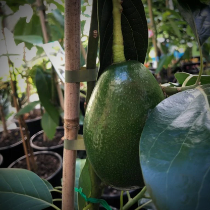 Bacon Avocado Plant