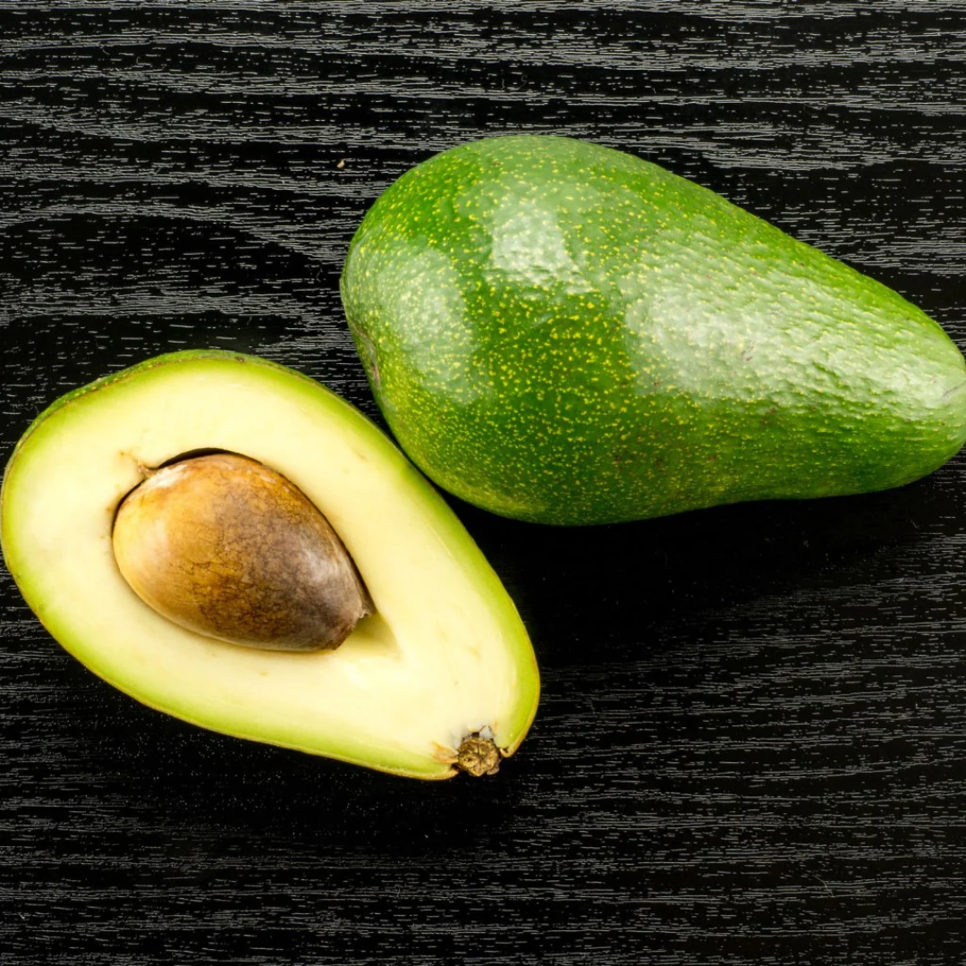Fuerte Avocado Plant