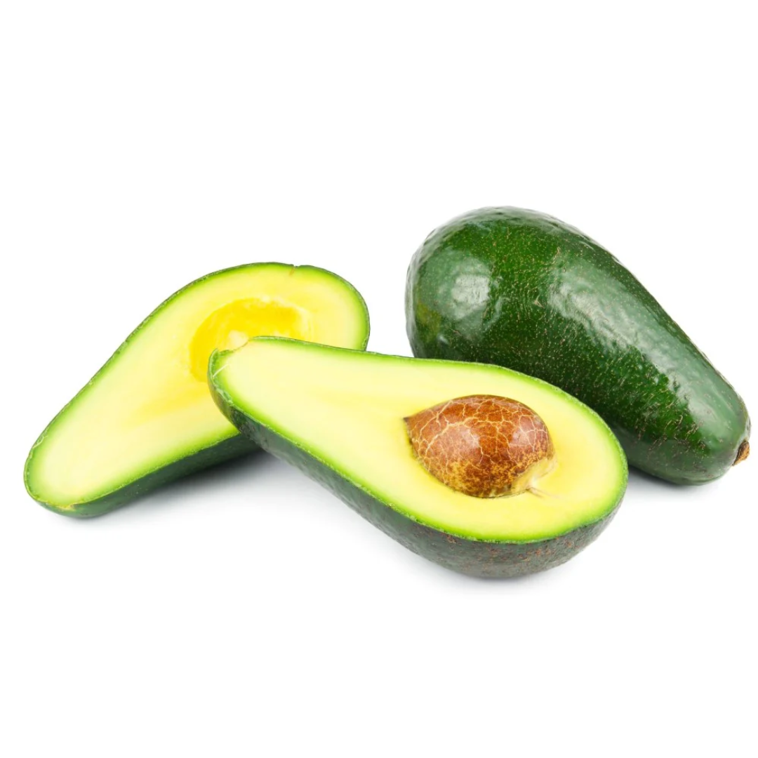 Fuerte Avocado Plant