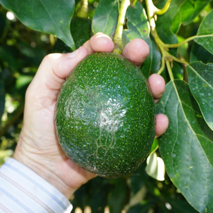 Gwen Avocado Plant