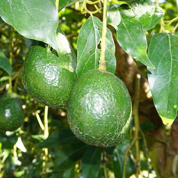 Gwen Avocado Plant