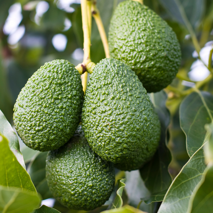 Hass Avocado Plant