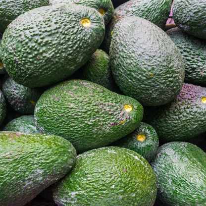 Hass Avocado Plant