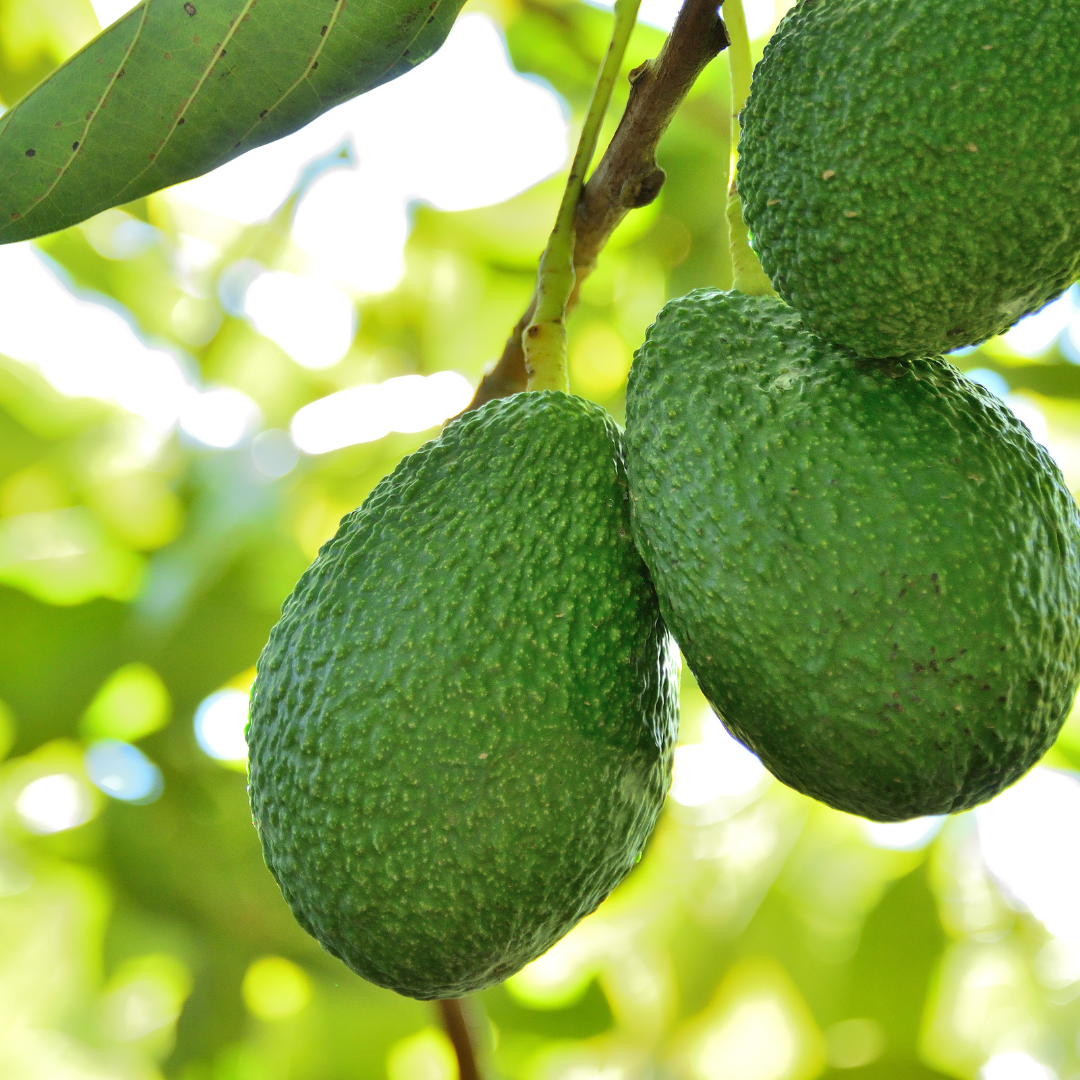 Hass Avocado Plant