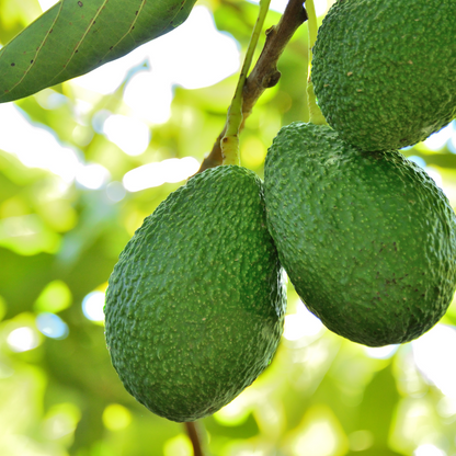 Hass Avocado Plant
