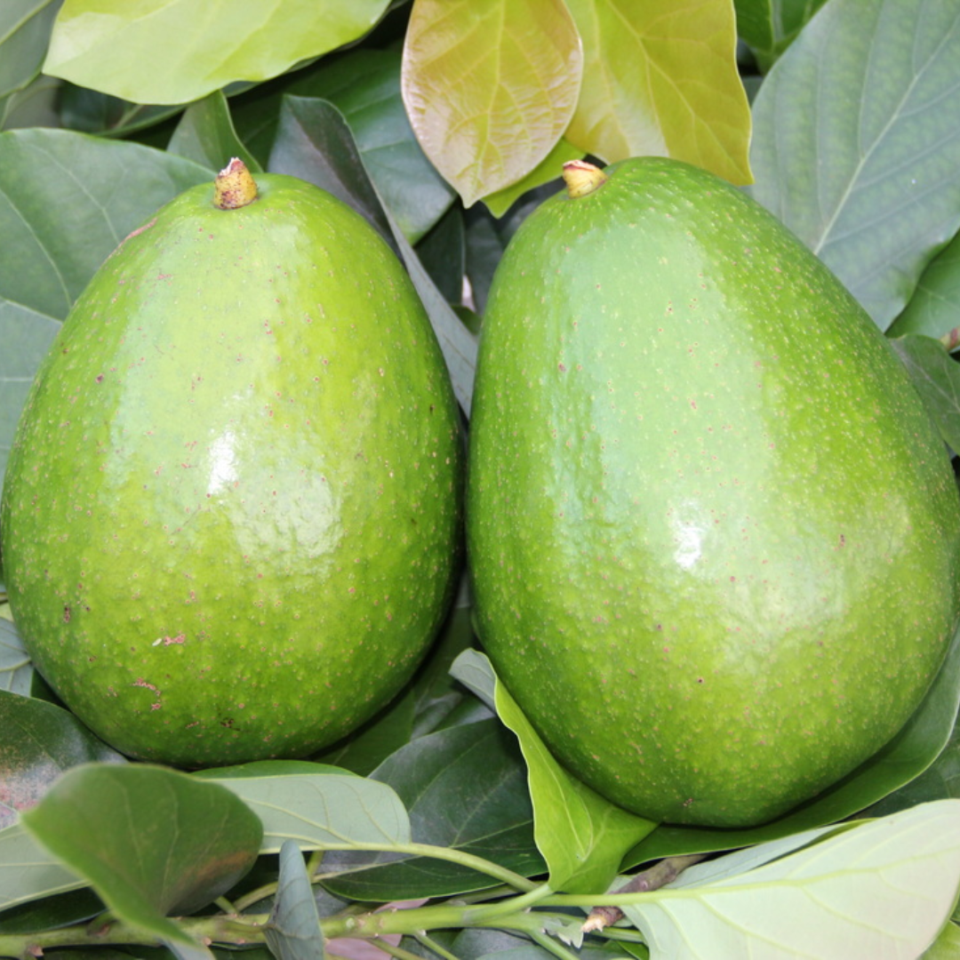 Hellen Avocado Plant
