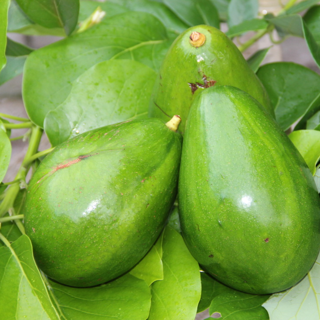 Hellen Avocado Plant