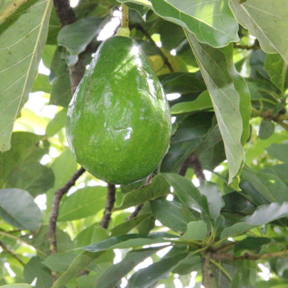 Hellen Avocado Plant