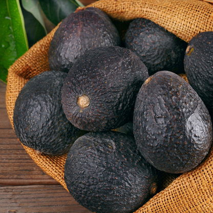 Lamb Hass Avocado Plant