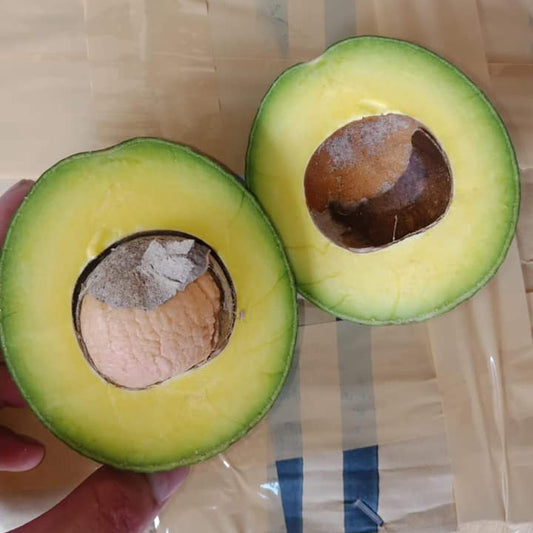 Peter Hass Avocado Plant