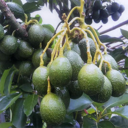 Peter Hass Avocado Plant