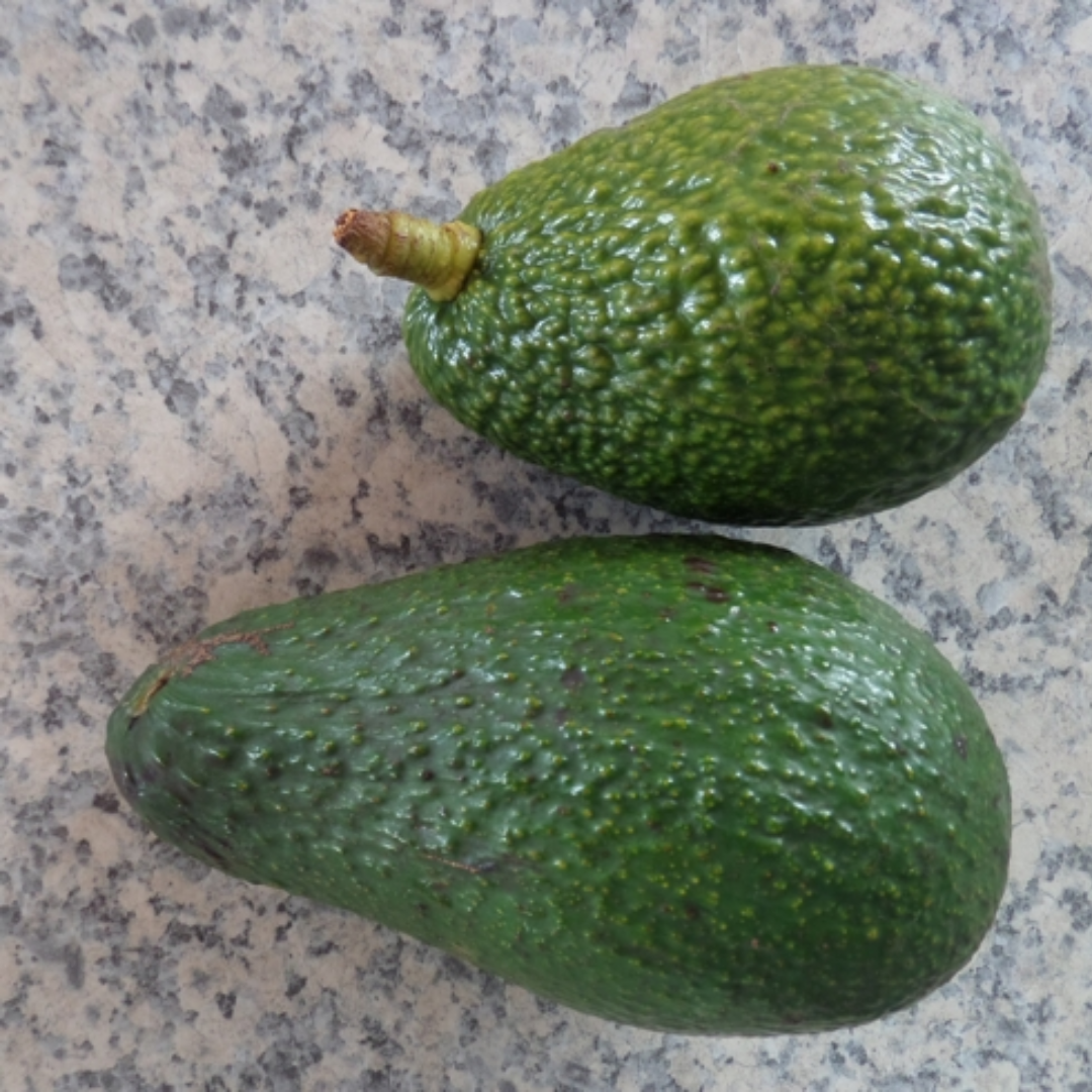 Pinkerton Avocado Plant