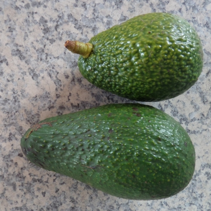 Pinkerton Avocado Plant