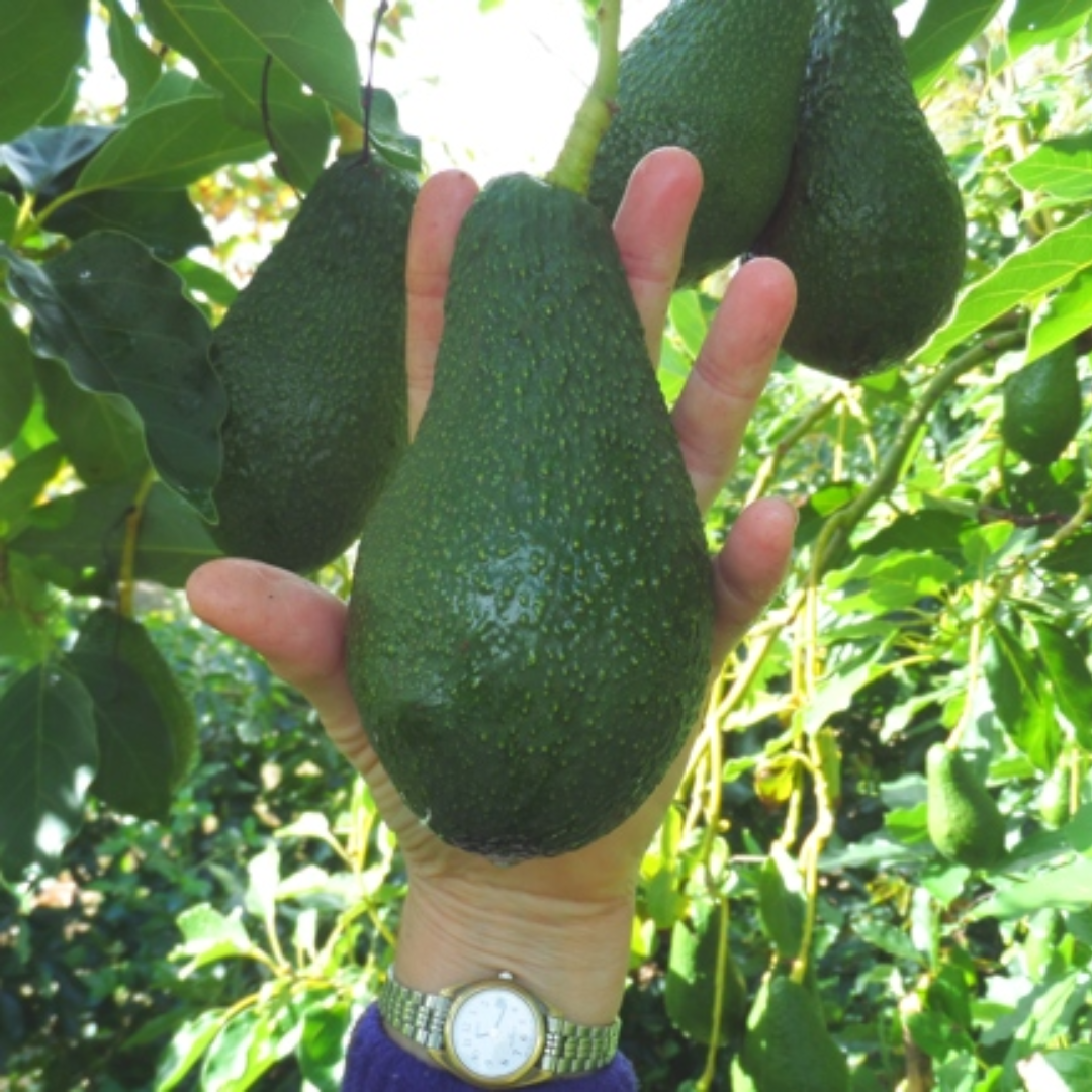 Pinkerton Avocado Plant