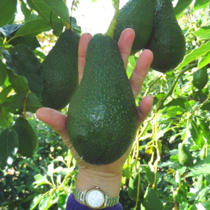 Pinkerton Avocado Plant