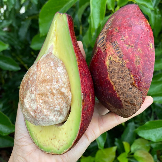 Red Avocado Plant