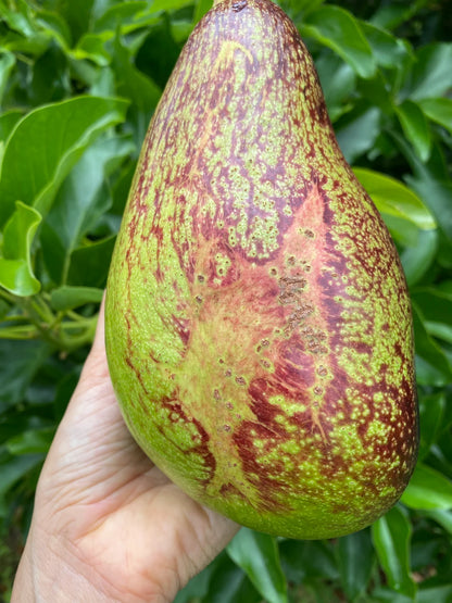 Red Avocado Plant