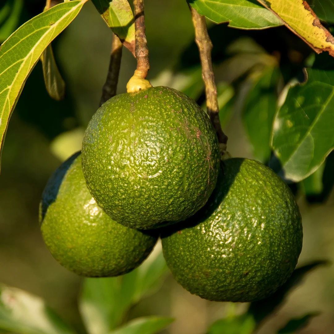 Reed Avocado Plant