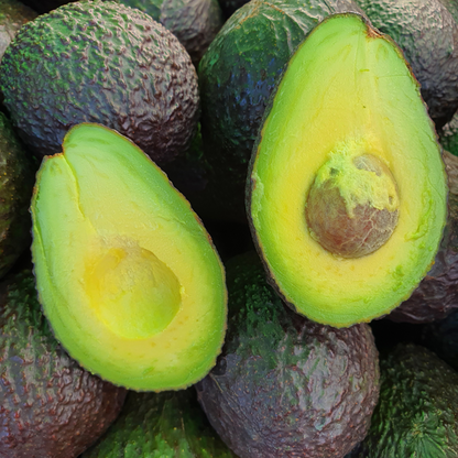 Sharwill Avocado Plant