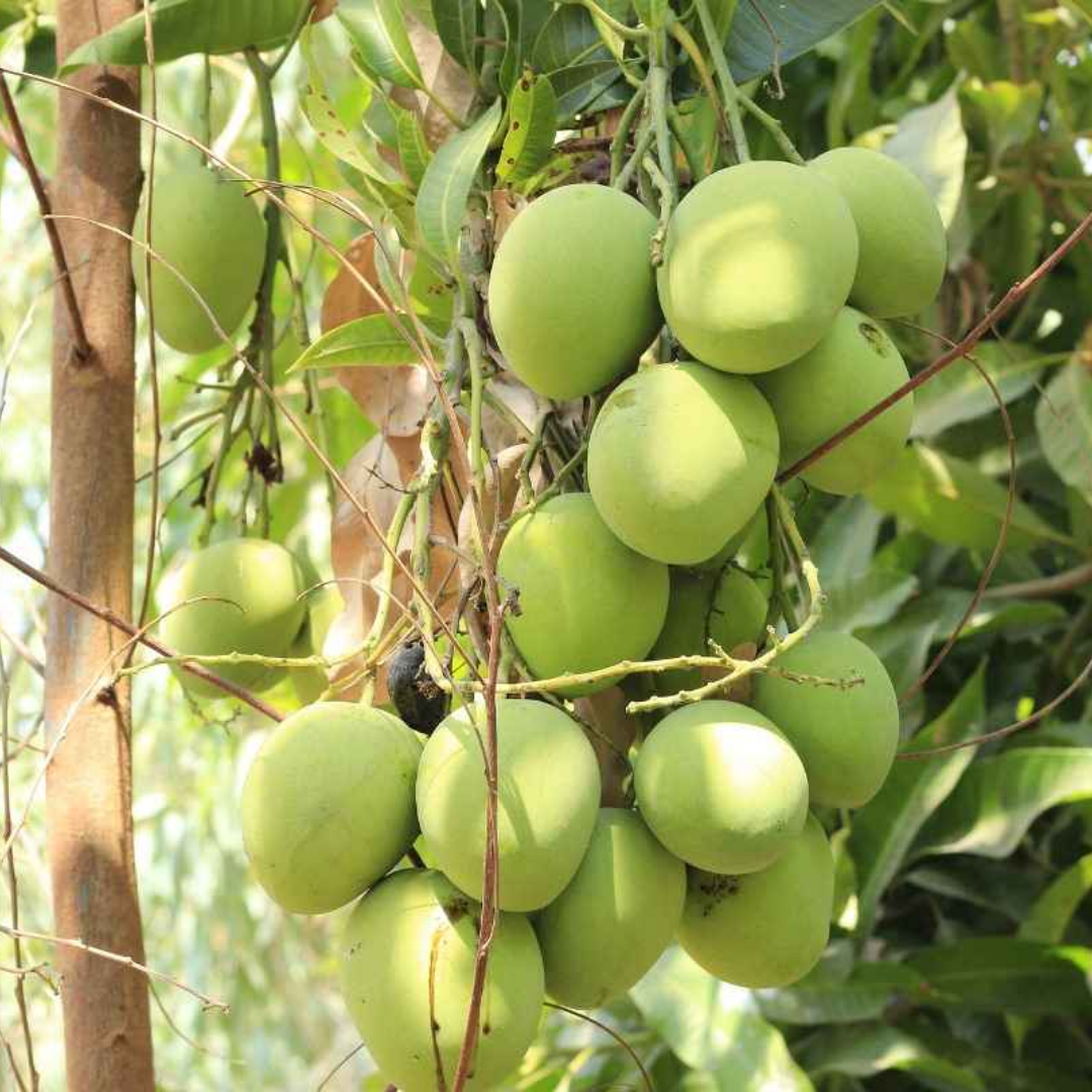 Badami Mango Fruit Plant