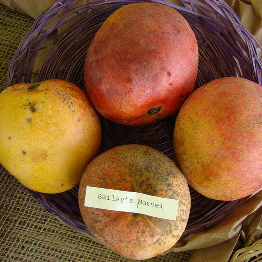 Bailey's Marvel Mango Fruit Plant
