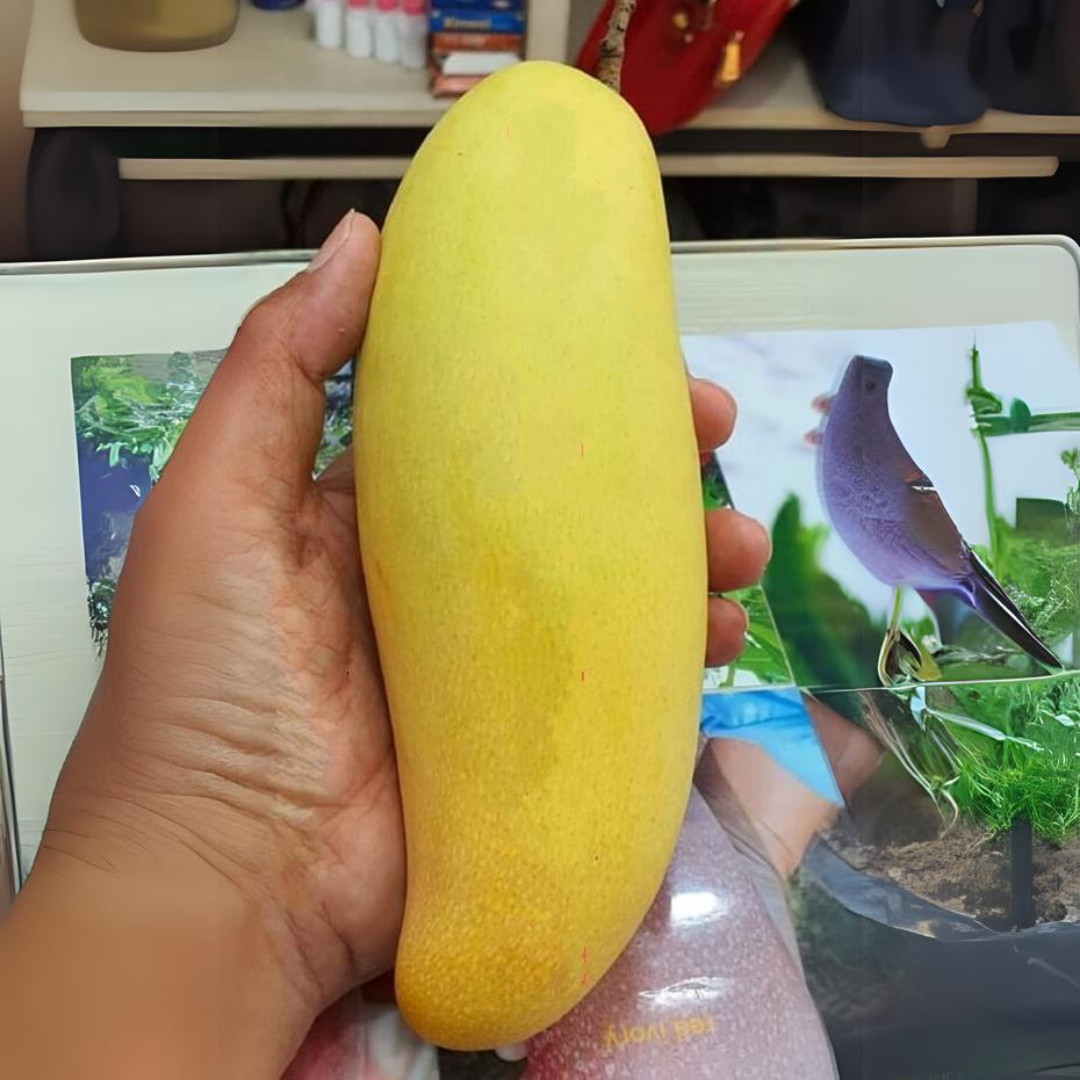Thai Banana Mango Fruit Plant