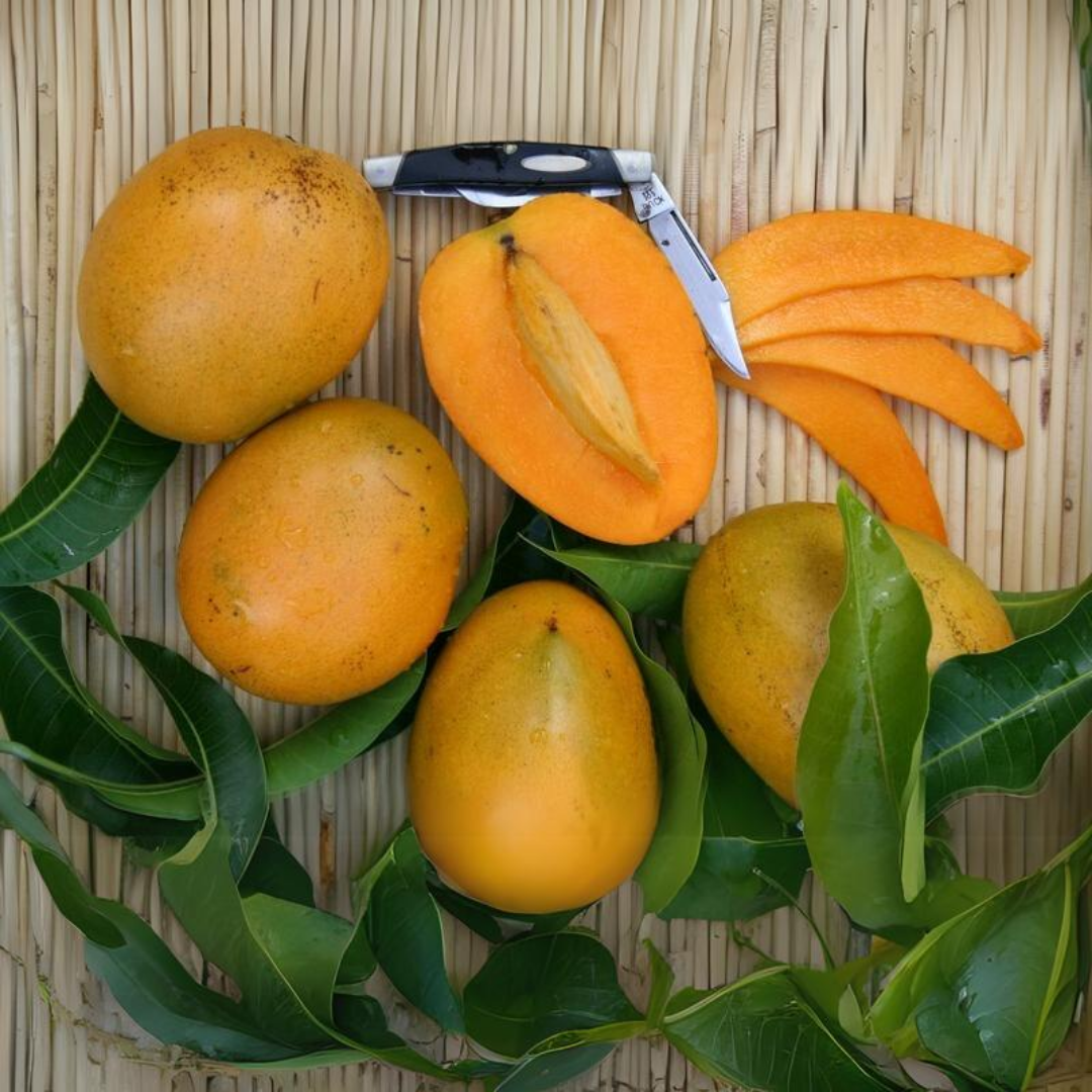 Baptiste Mango Fruit Plant