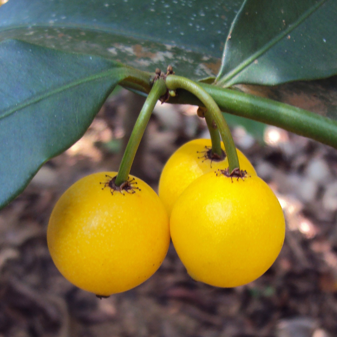 Baraba Lemon Drop Mangosteen Fruit Plant
