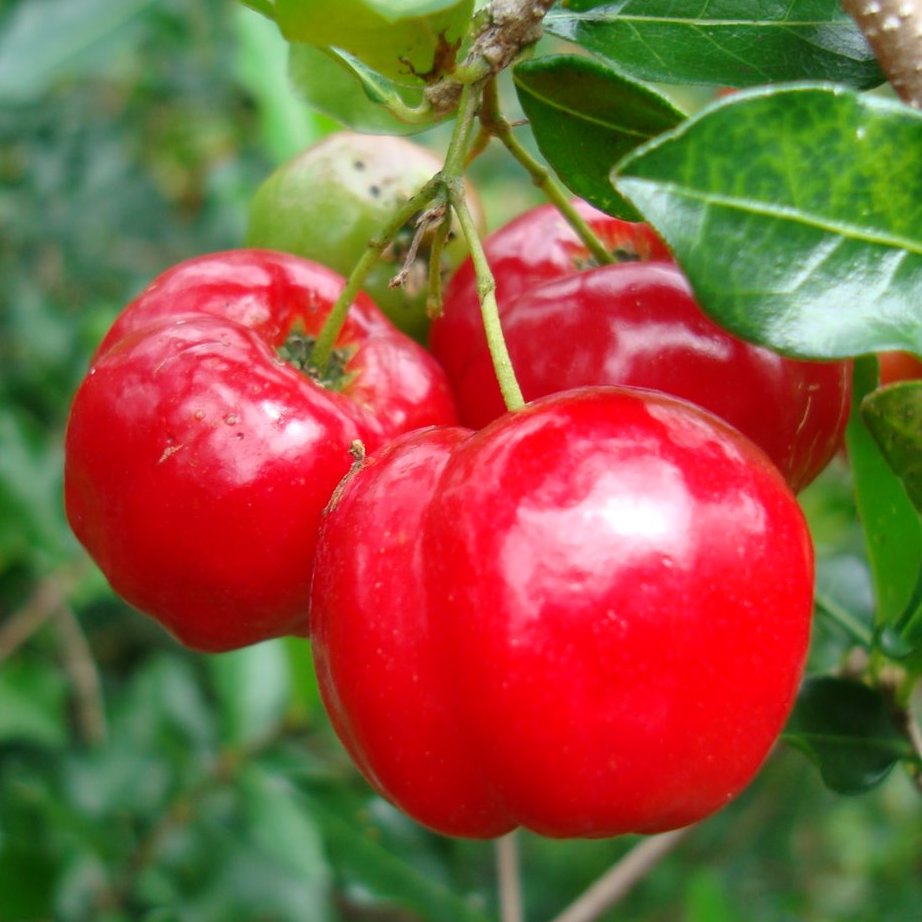 Red Barbados Cherry Plant