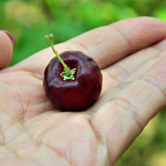 Black Barbados Cherry Plant