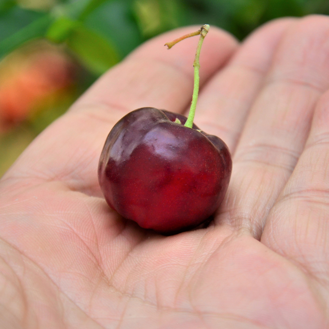 Black Barbados Cherry Plant