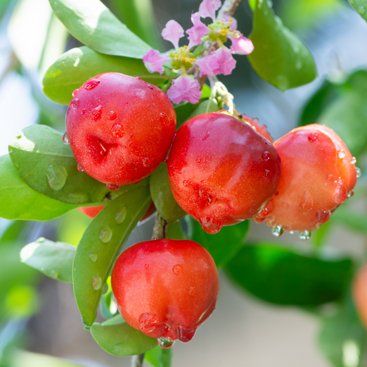 Red Barbados Cherry Plant