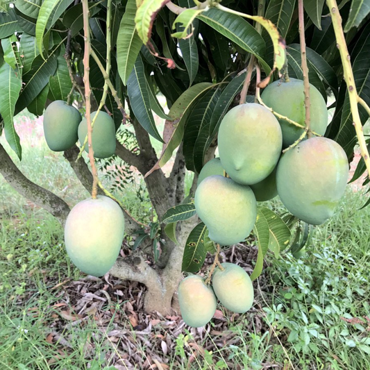 Benganapalle Mango Fruit Plant