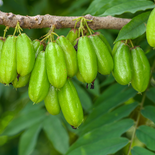 Green Bilimbi Fruit Plant