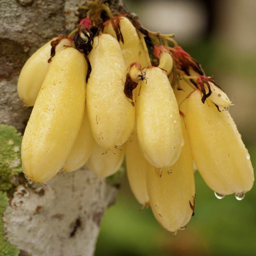Golden Bilimbi Fruit Plant