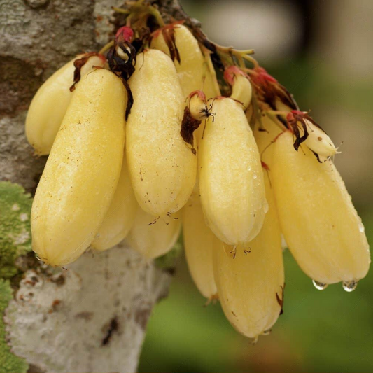 Golden Bilimbi Fruit Plant