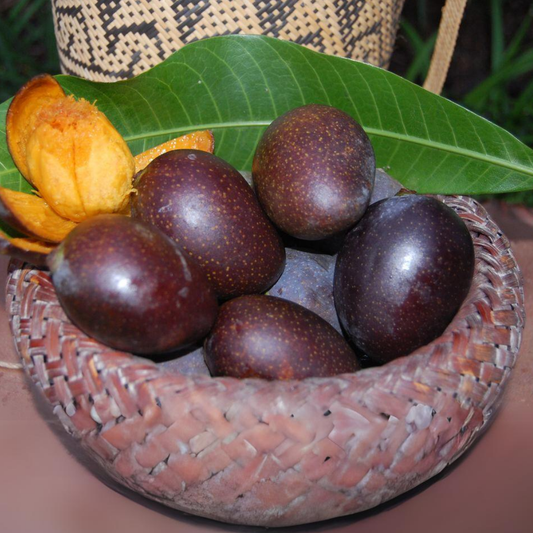 Black Stone Mango Fruit Plant