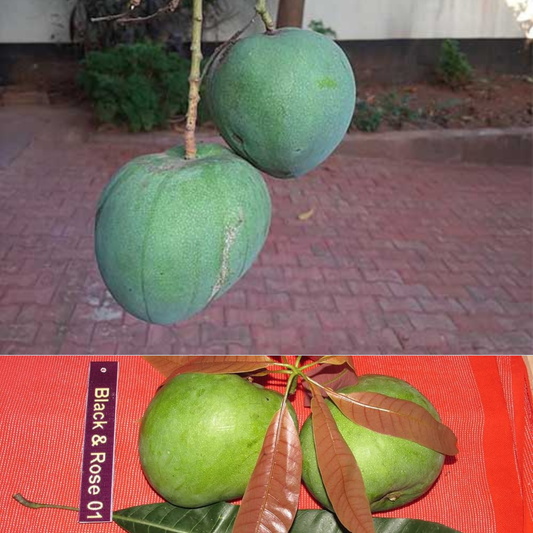 Black and Rose Mango Fruit Plant