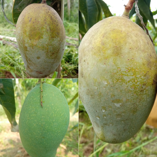 Blue Ponnus Mango Fruit Plant