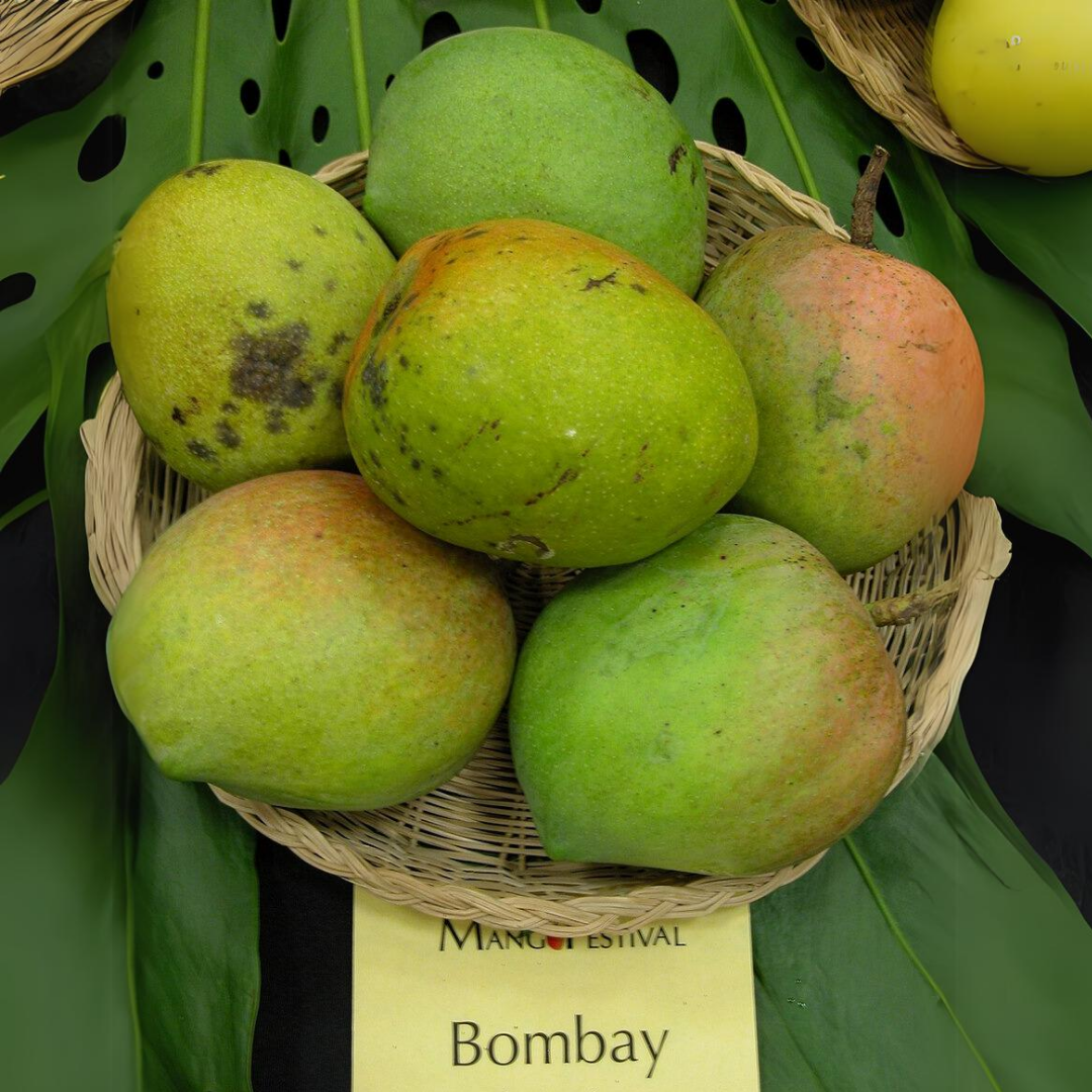 Bombay Mango Fruit Plant