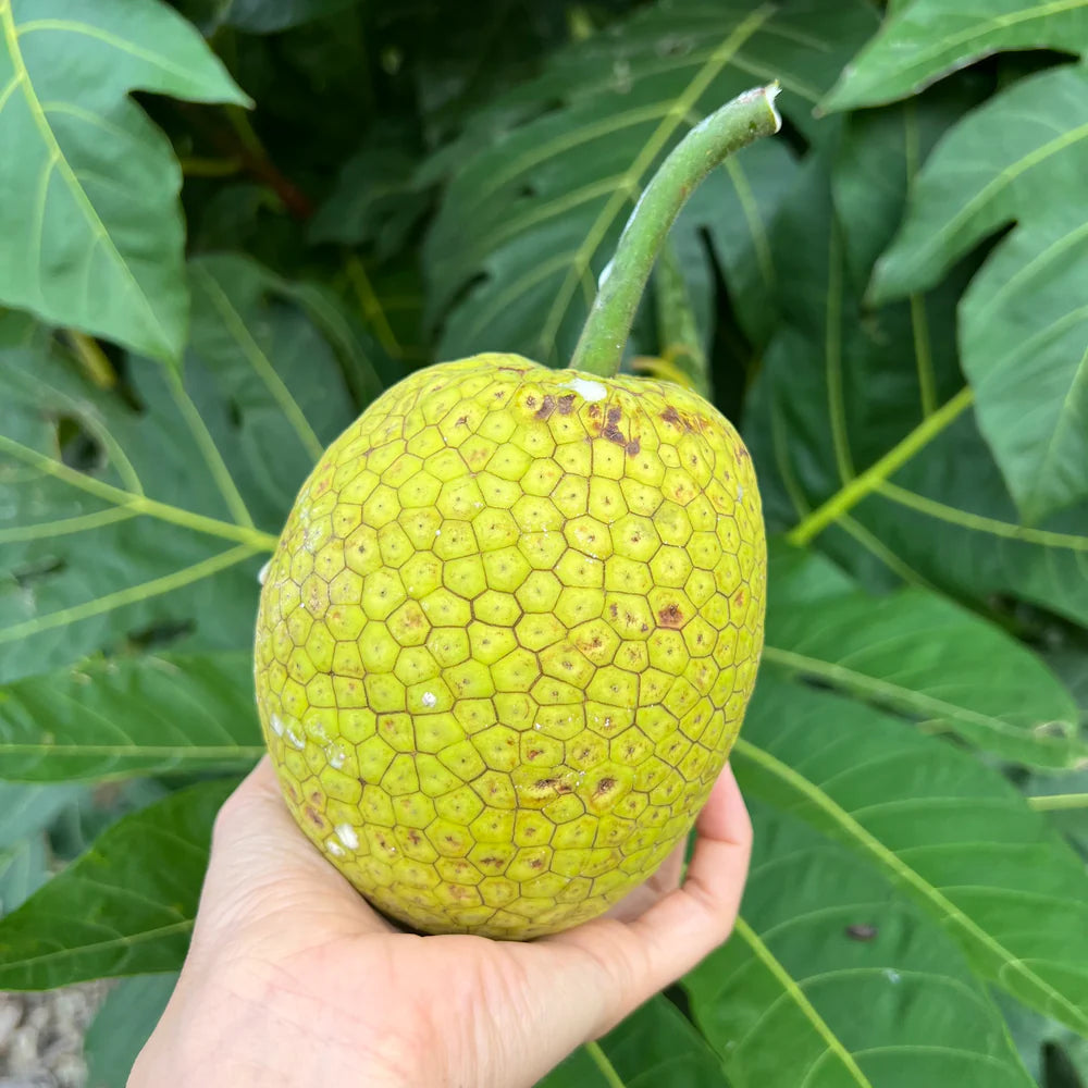 Breadfruit Plant