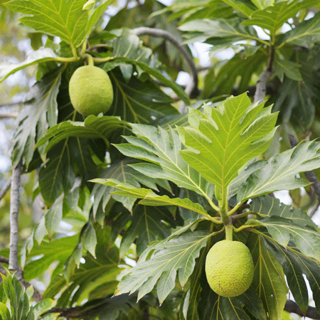 Breadfruit Plant