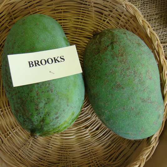 Brooks Mango Fruit Plant