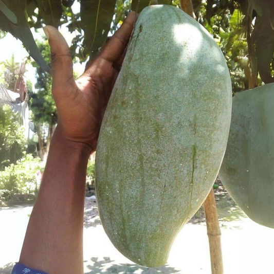 Brunei King Mango Fruit Plant