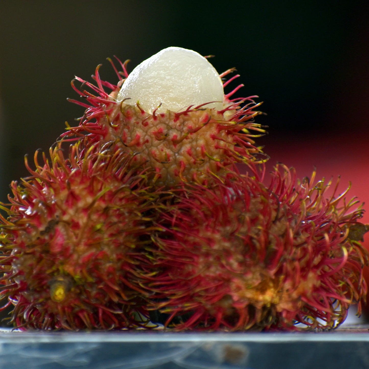 Caesar Rambutan Fruit Plant
