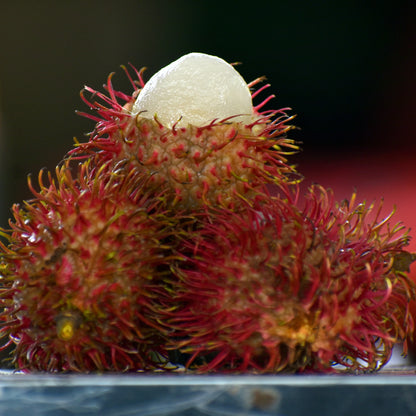 Caesar Rambutan Fruit Plant