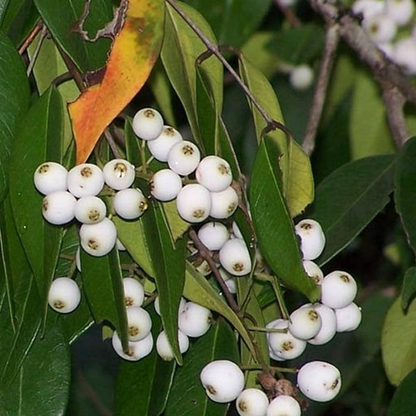 White Cat's Eye Fruit Plant
