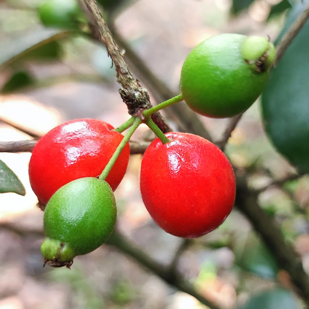 Cedar Bay Cherry Fruit Plant