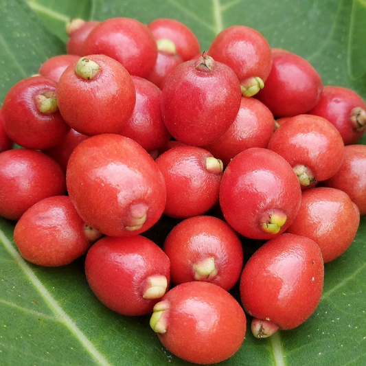 Cedar Bay Cherry Fruit Plant