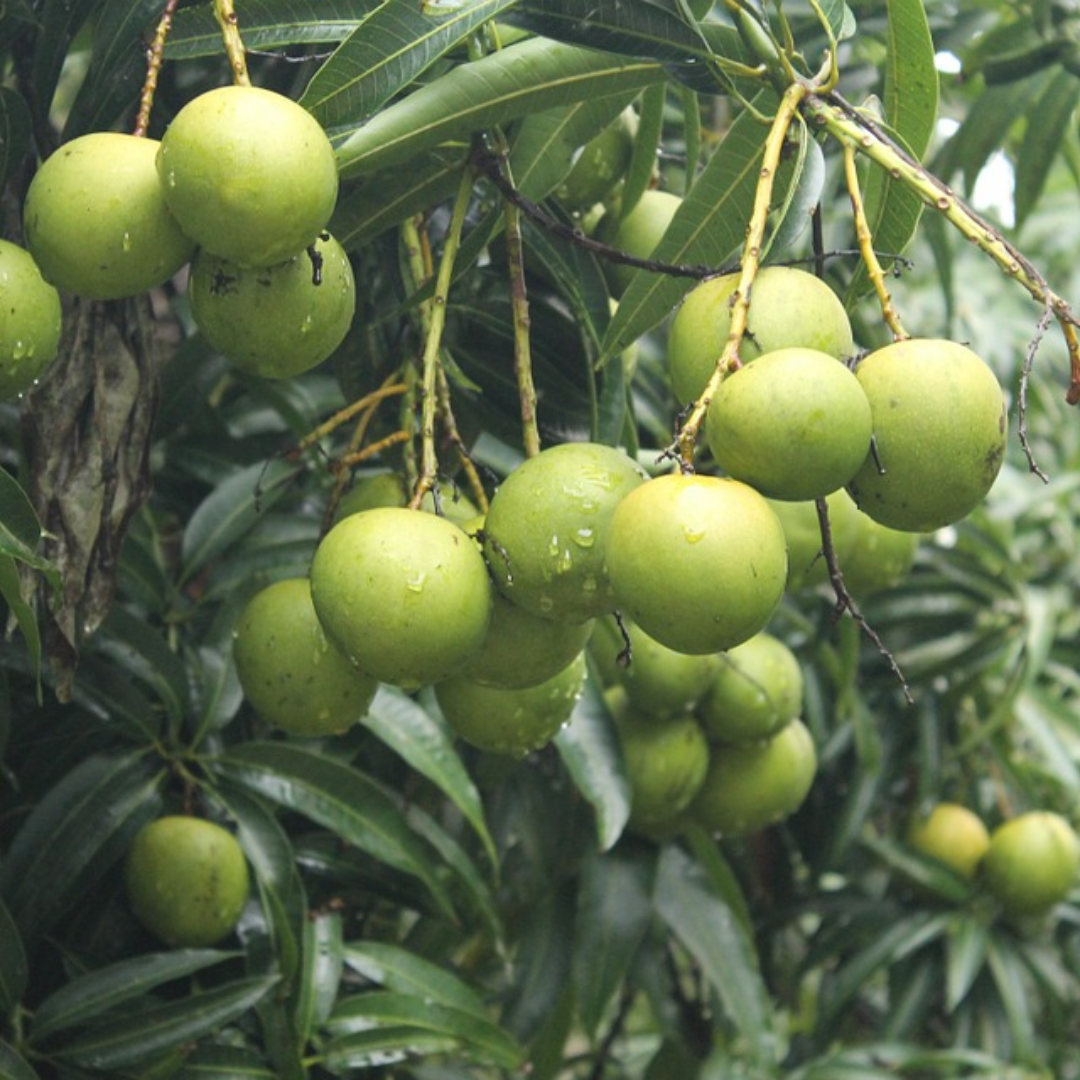 Chandrakaran Mango Fruit Plant